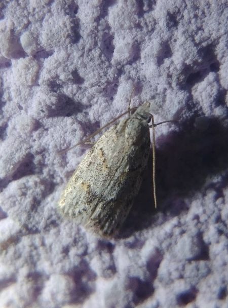 Symmoca signatella 