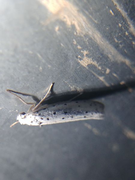 Yponomeuta sp. 