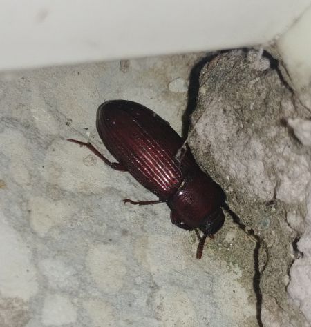 Tenebrio molitor 