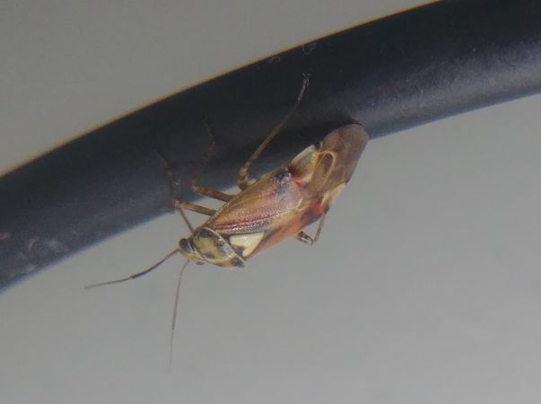 Lygus pratensis 