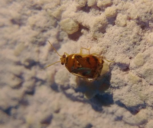 Deraeocoris lutescens 