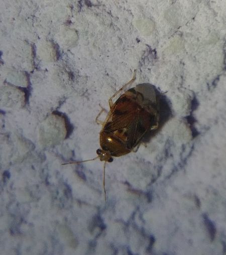 Deraeocoris lutescens 