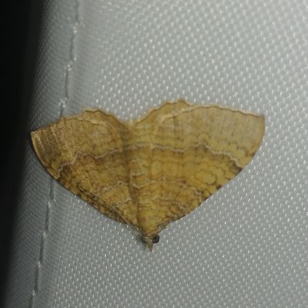 Brocatelle d'or 