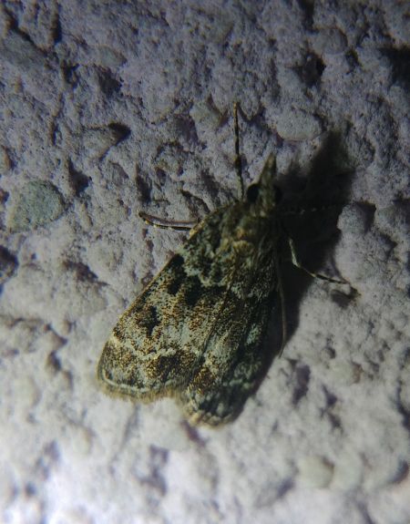Eudonia lacustrata 