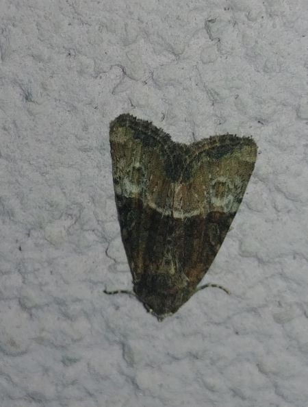 Mesoligia furuncula 