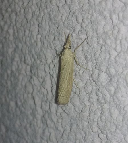 Pediasia luteella 
