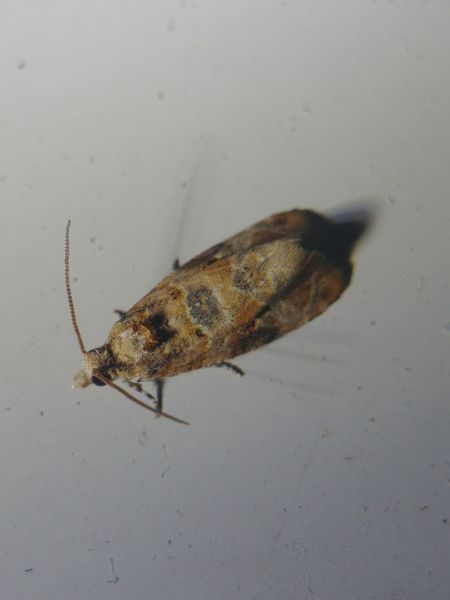 Lobesia sp. 