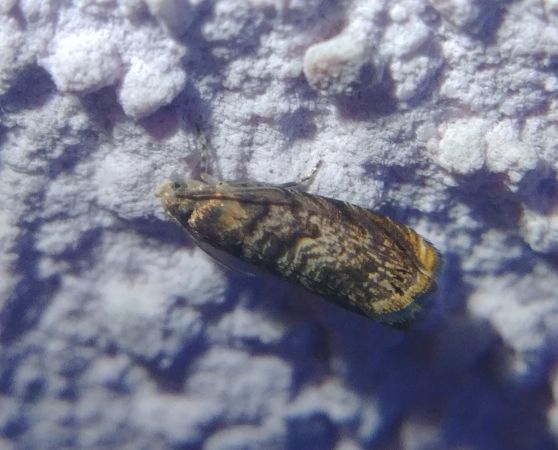 Grapholita janthinana 