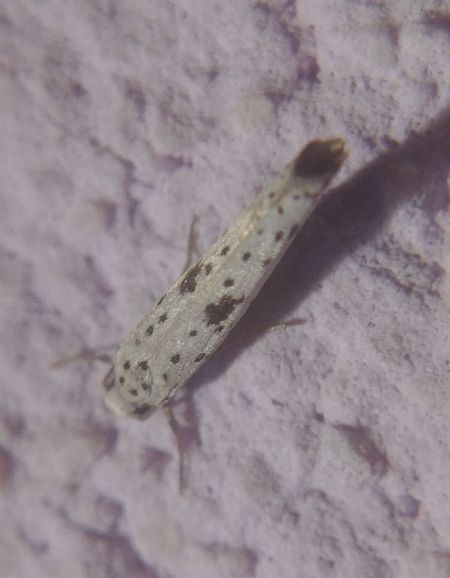 Yponomeuta plumbella 