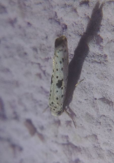 Yponomeuta plumbella 