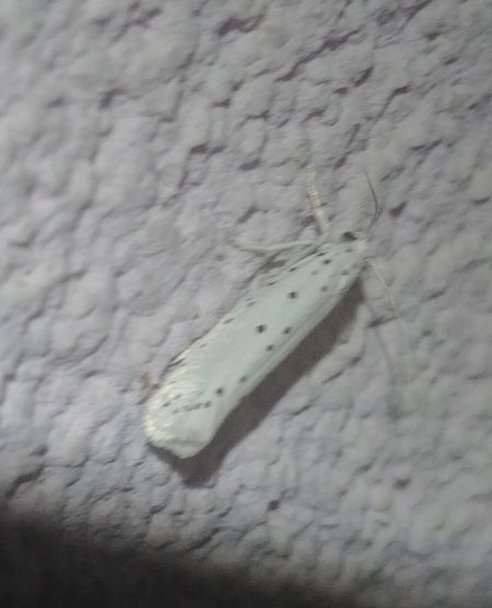 Yponomeuta sp. 