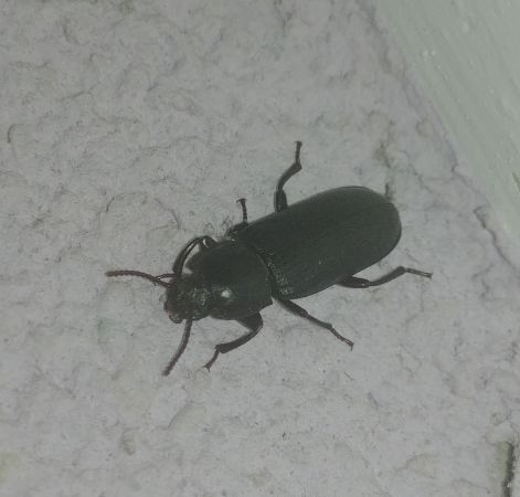 Tenebrio molitor 