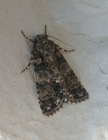 Noctuelle de la patience 