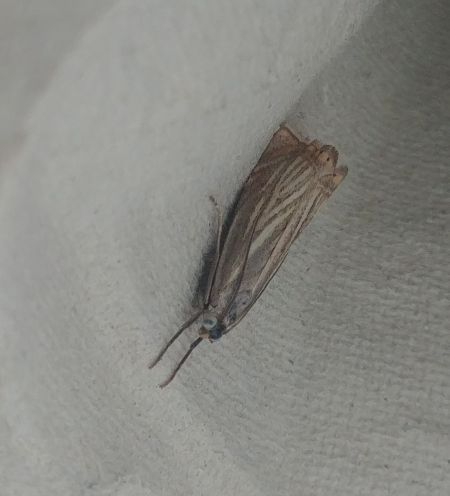 Crambus des jardins 