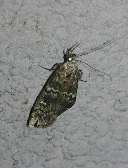 Dioryctria indéterminé 