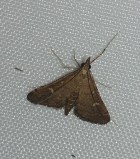 Dolicharthria punctalis 