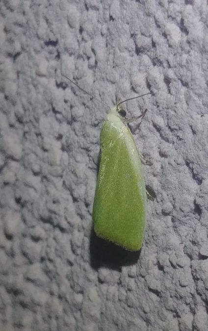 Earias clorana 