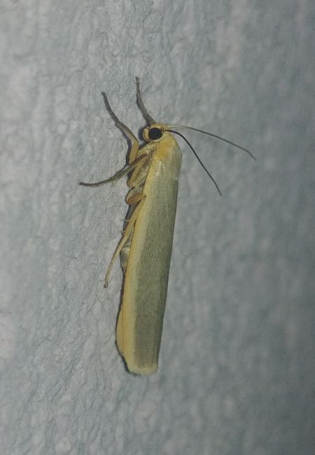 Lithosie aplatie (Manteau à tête jaune) 