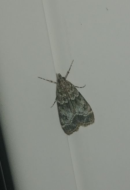 Eudonia delunella 