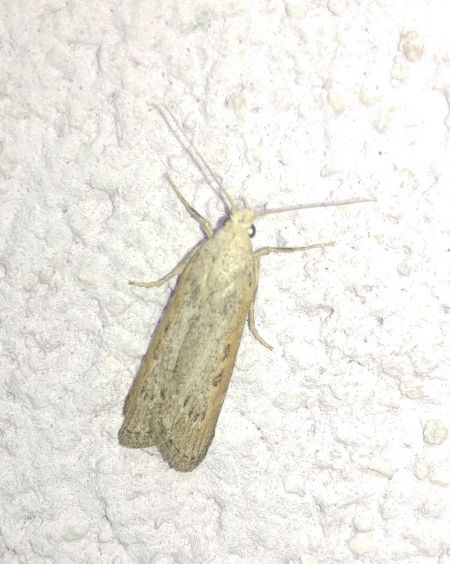 Melissoblaptes zelleri 