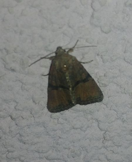 Mesoligia furuncula 