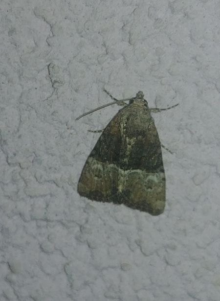 Mesoligia furuncula 
