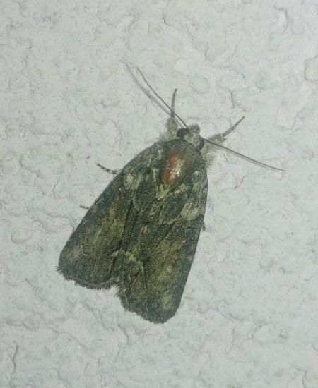 Oligia sp. 