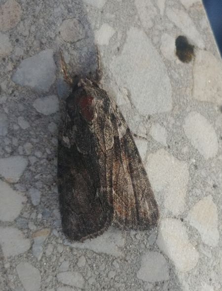 Oligia sp. 