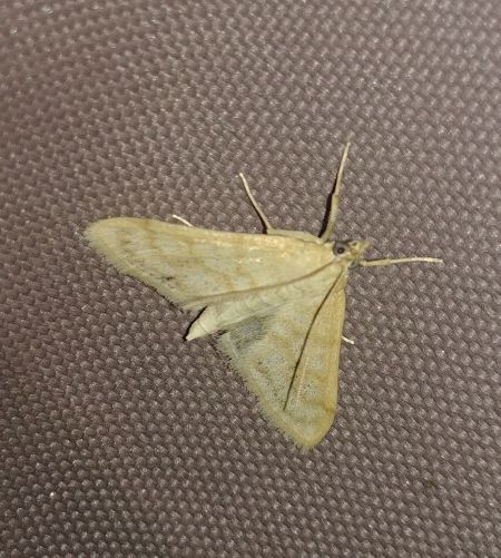 Paracorsia repandalis 
