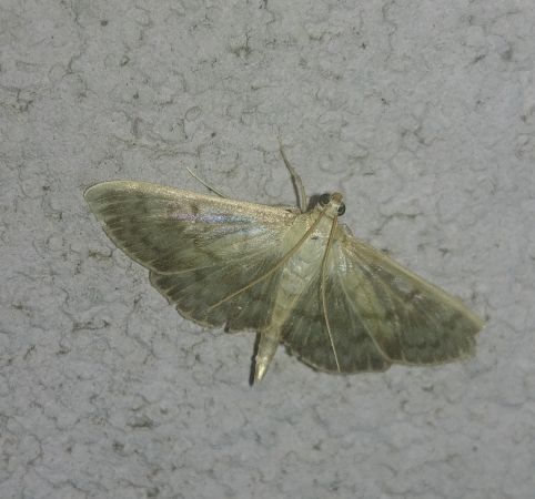 Pyrale du Houblon 