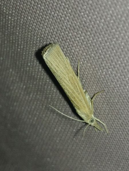 Pediasia luteella 