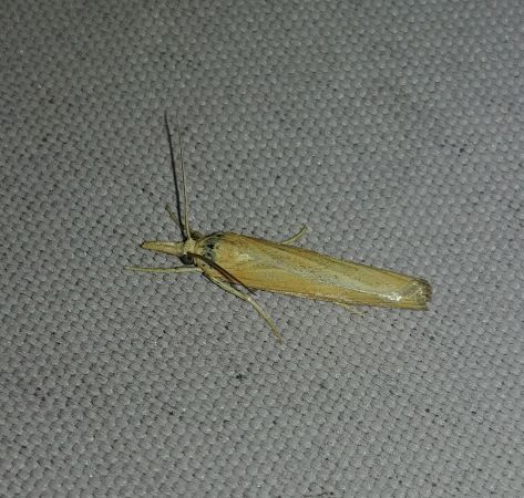 Pediasia luteella 