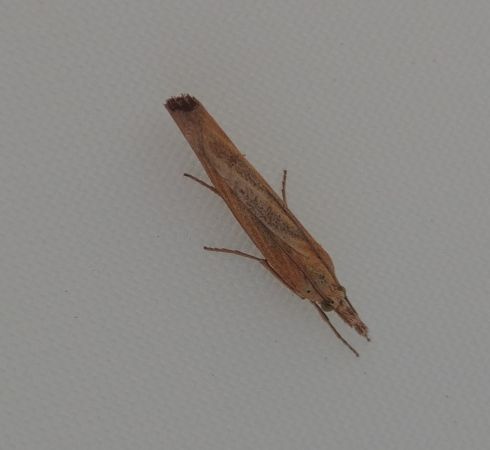 Pediasia luteella 