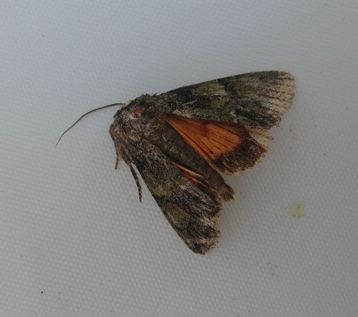 Polyphaenis sericata 
