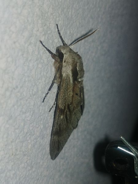 Sphinx du pin 