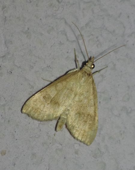 Udea fulvalis 