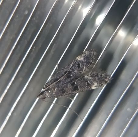Dichomeris alacella 
