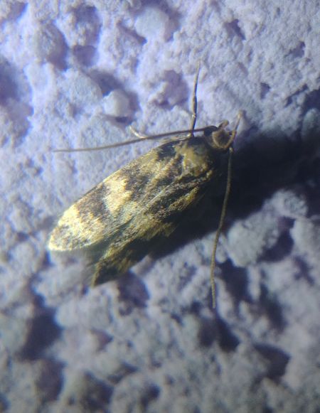 Oegoconia indéterminé 