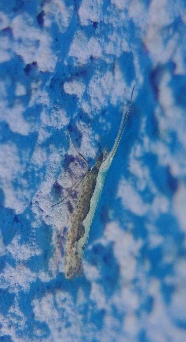 Plutella xylostella 