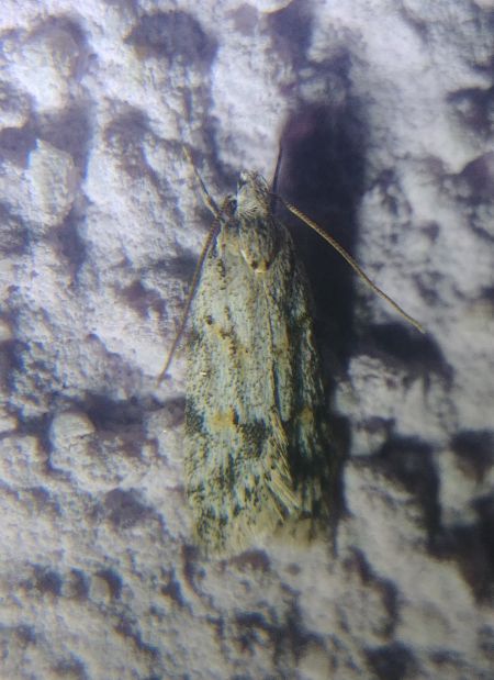 Symmoca signatella 