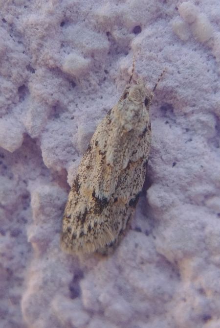 Symmoca signatella 