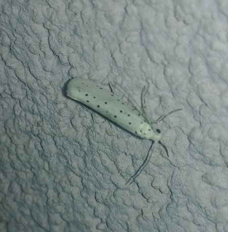 Yponomeuta sp. 
