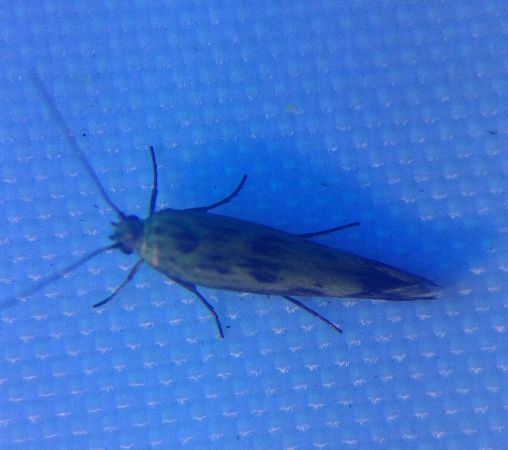 Scythris limbella 