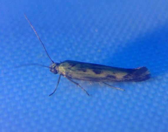 Scythris limbella 