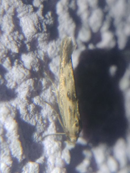 Scythris limbella 