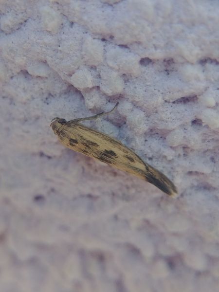 Scythris limbella 