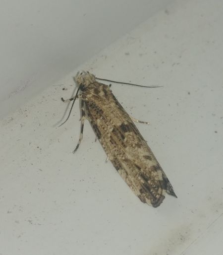 Morophaga choragella 