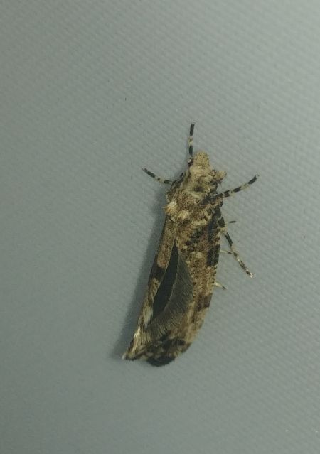 Morophaga choragella 