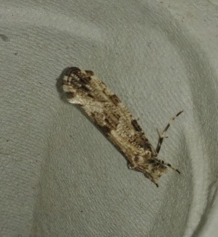Morophaga choragella 