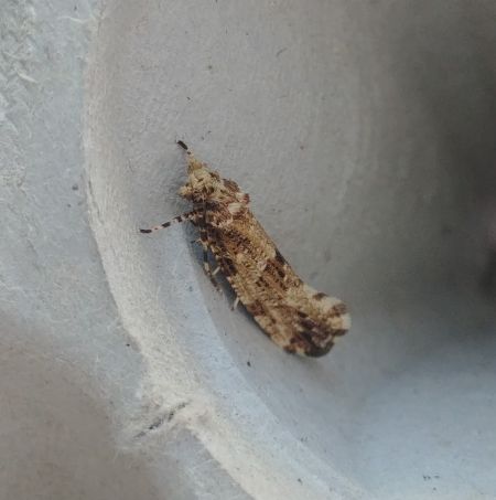 Morophaga choragella 